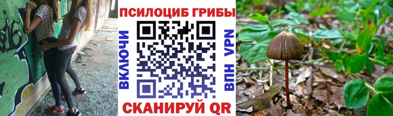 купить Отрадный Псилоцибиновые грибы Psilocybe